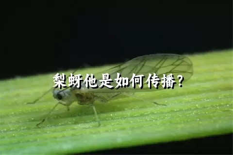 梨蚜他是如何传播？