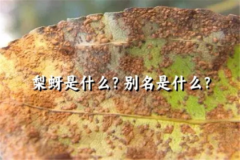 梨蚜是什么？别名是什么？