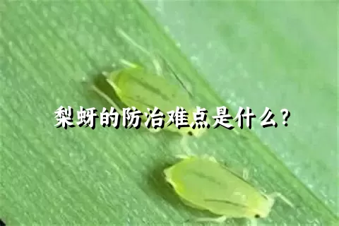 梨蚜的防治难点是什么？