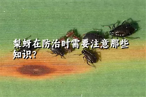 梨蚜在防治时需要注意那些知识？