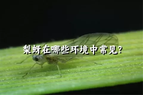 梨蚜在哪些环境中常见？