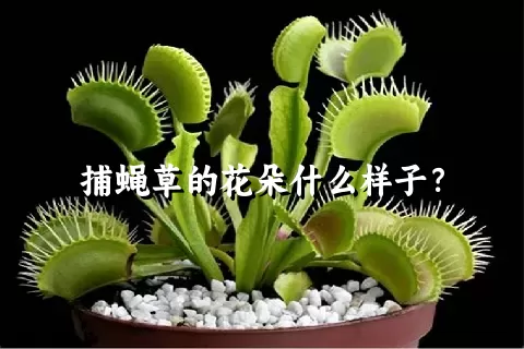 捕蝇草的花朵什么样子？
