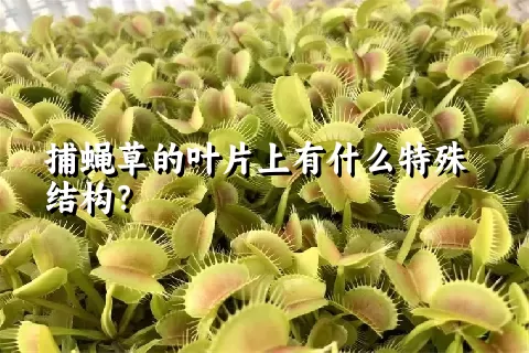捕蝇草的叶片上有什么特殊结构？