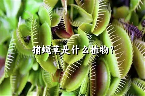 捕蝇草是什么植物？