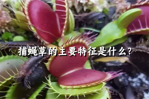 捕蝇草的主要特征是什么？