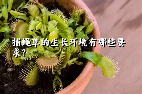 捕蝇草的生长环境有哪些要求？