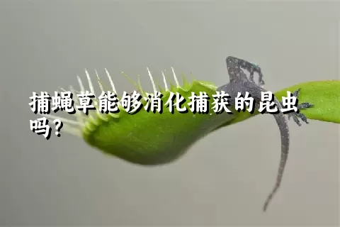 捕蝇草能够消化捕获的昆虫吗？