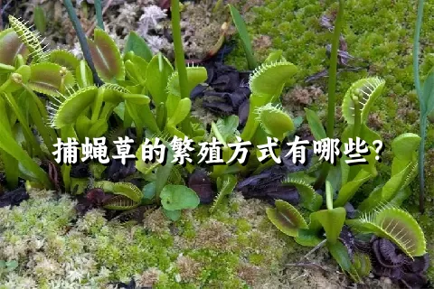 捕蝇草的繁殖方式有哪些？