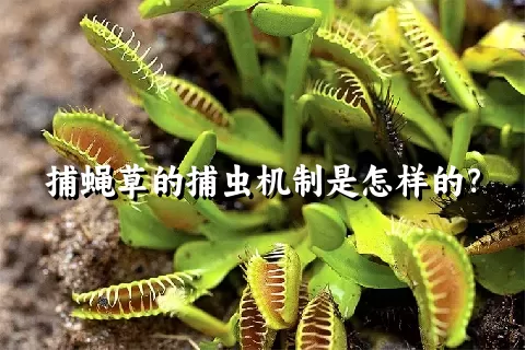 捕蝇草的捕虫机制是怎样的？