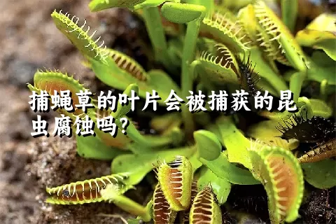 捕蝇草的叶片会被捕获的昆虫腐蚀吗？