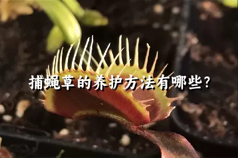 捕蝇草的养护方法有哪些？