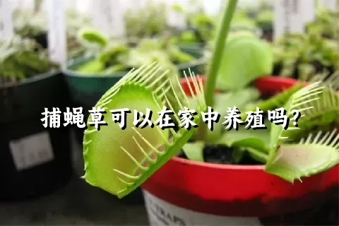 捕蝇草可以在家中养殖吗？