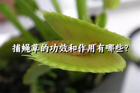 捕蝇草的功效和作用有哪些？