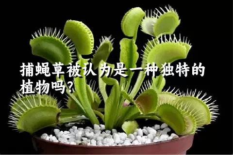 捕蝇草被认为是一种独特的植物吗？