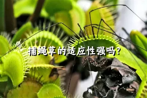 捕蝇草的适应性强吗？