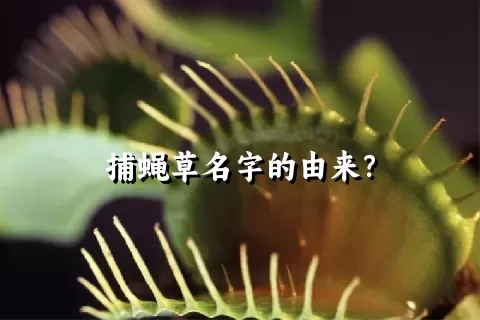 捕蝇草名字的由来？