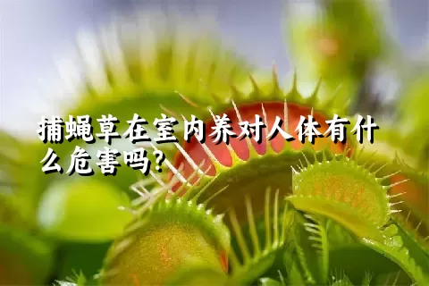 捕蝇草在室内养对人体有什么危害吗？