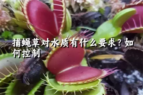 捕蝇草对水质有什么要求？如何控制