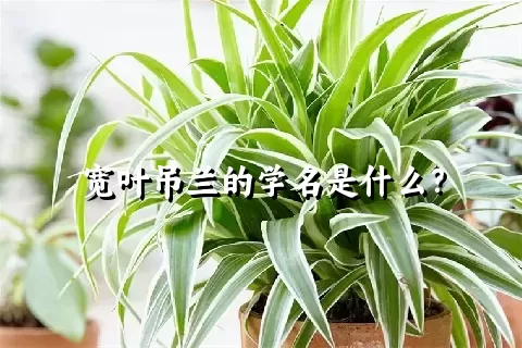 宽叶吊兰的学名是什么？