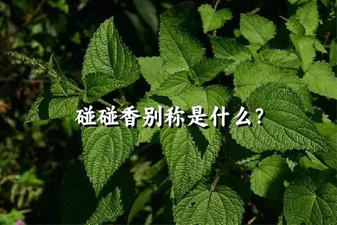 碰碰香别称是什么？
