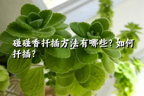 碰碰香扦插方法有哪些？如何扦插？