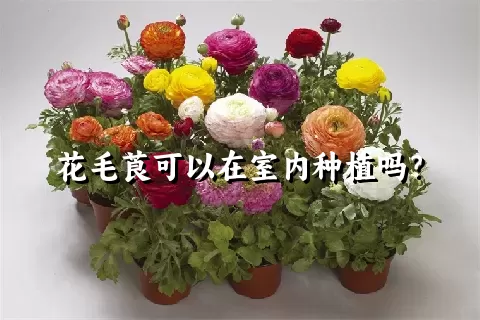 花毛莨可以在室内种植吗？