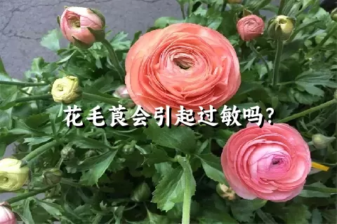 花毛莨会引起过敏吗？