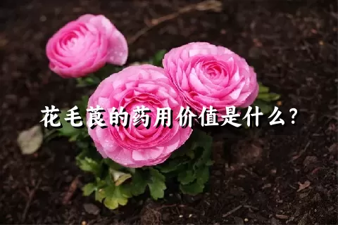 花毛莨的药用价值是什么？
