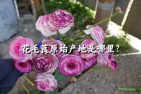 花毛莨原始产地是哪里？
