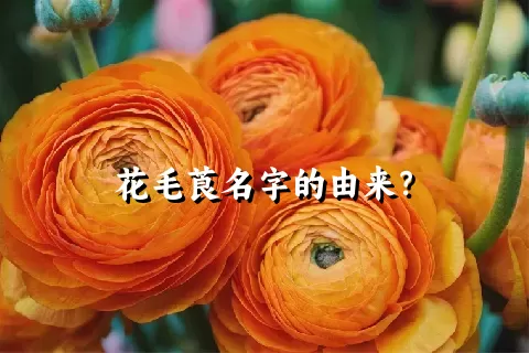 花毛莨名字的由来？
