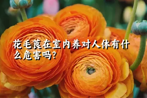 花毛莨在室内养对人体有什么危害吗？