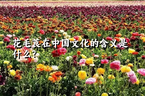 花毛莨在中国文化的含义是什么？