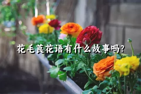 花毛莨花语有什么故事吗？