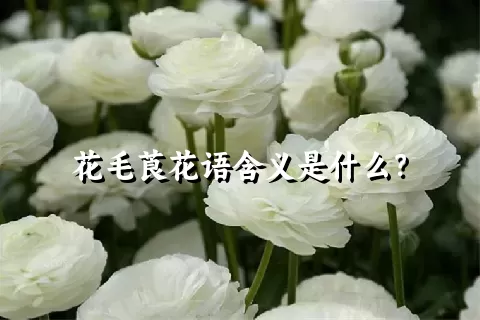 花毛莨花语含义是什么？