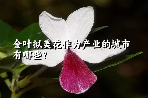金叶拟美花作为产业的城市有哪些？