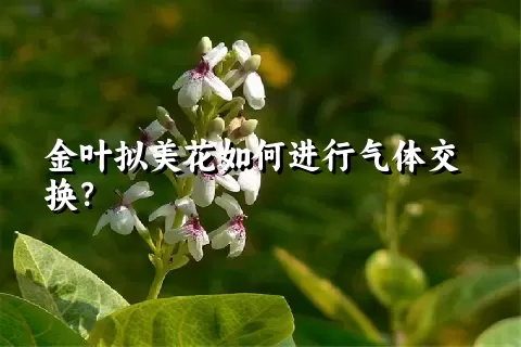 金叶拟美花如何进行气体交换？