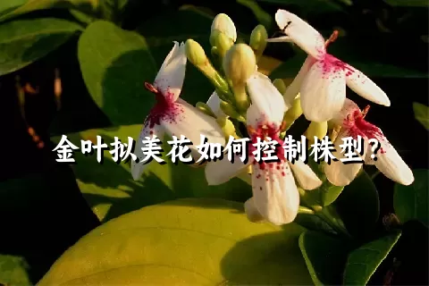 金叶拟美花如何控制株型？