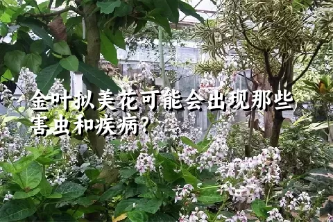 金叶拟美花可能会出现那些害虫和疾病？