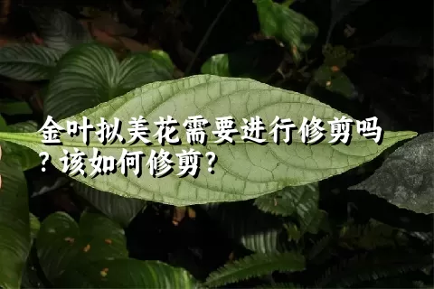 金叶拟美花需要进行修剪吗？该如何修剪？