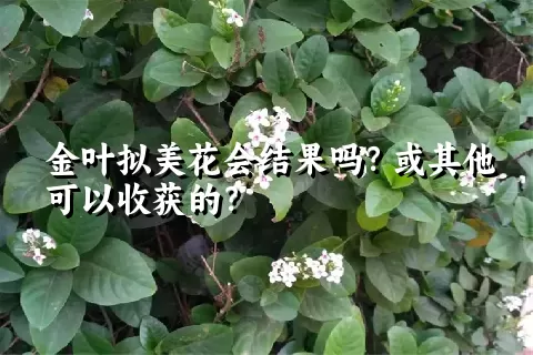 金叶拟美花会结果吗？或其他可以收获的？