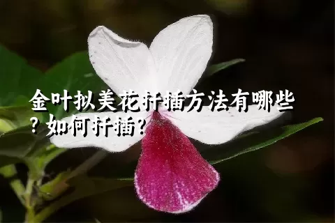金叶拟美花扦插方法有哪些？如何扦插？