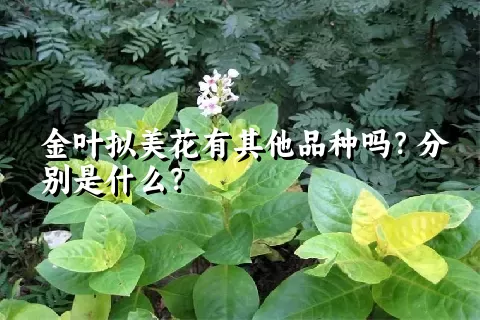 金叶拟美花有其他品种吗？分别是什么？