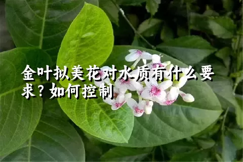 金叶拟美花对水质有什么要求？如何控制
