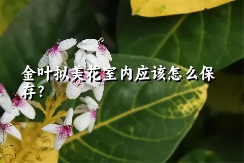 金叶拟美花室内应该怎么保存？
