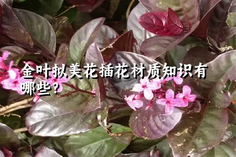 金叶拟美花插花材质知识有哪些？