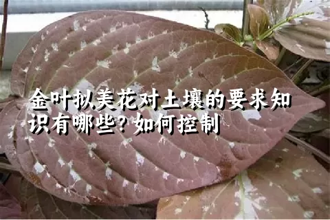 金叶拟美花对土壤的要求知识有哪些？如何控制