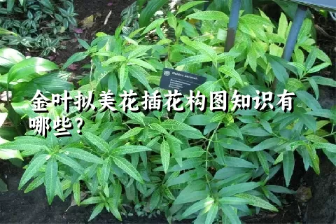 金叶拟美花插花构图知识有哪些？