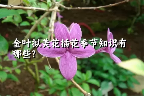 金叶拟美花插花季节知识有哪些？