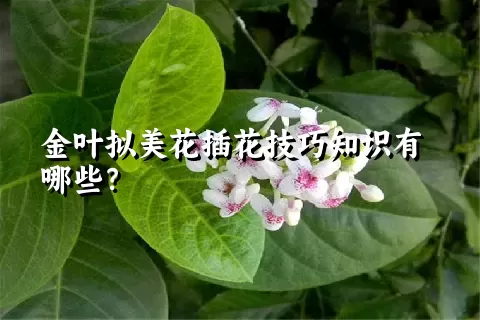 金叶拟美花插花技巧知识有哪些？