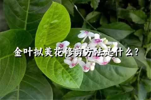 金叶拟美花修剪方法是什么？